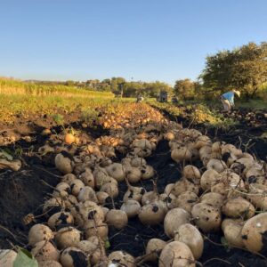 Semilla de Jícama – 5 kg